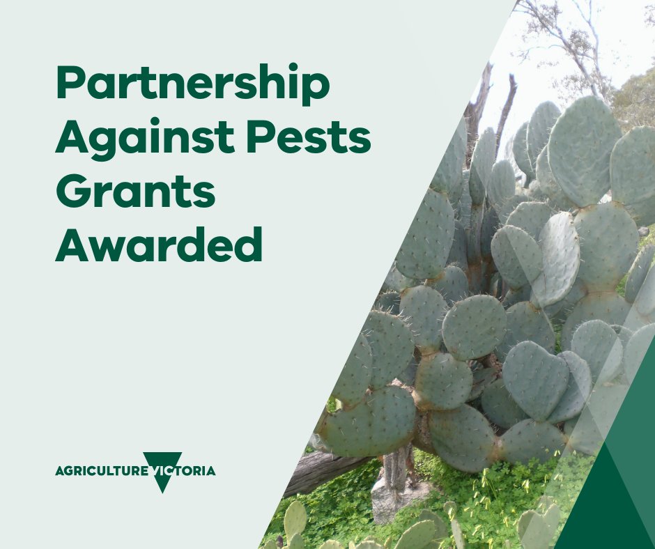 We're proud to partner Victorian communities to take action against established weeds and pests. #PartnershipAgainstPests projects will improve local knowledge and capability to manage established weeds and pests. To find out more visit: bit.ly/4cQZxts @landcarevic