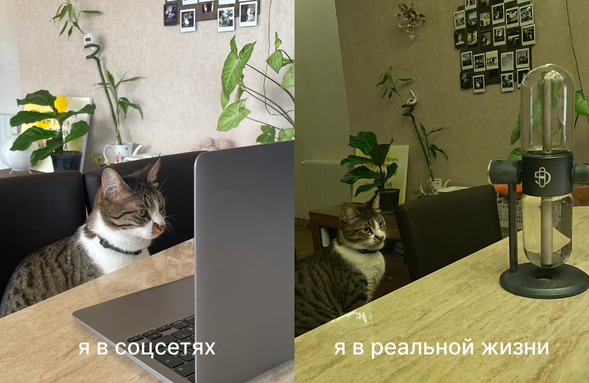 liddysik's tweet photo. Мне кажется, идеальный мем от Лапки в понедельник https://t.co/8HRj1AlLDx