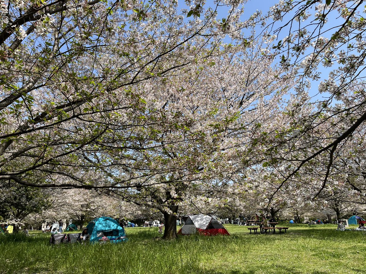 Fond memories of cherry blossoms. Until next year! 🌸 #CherryBlossoms #sakura #桜 #tokyo #東京