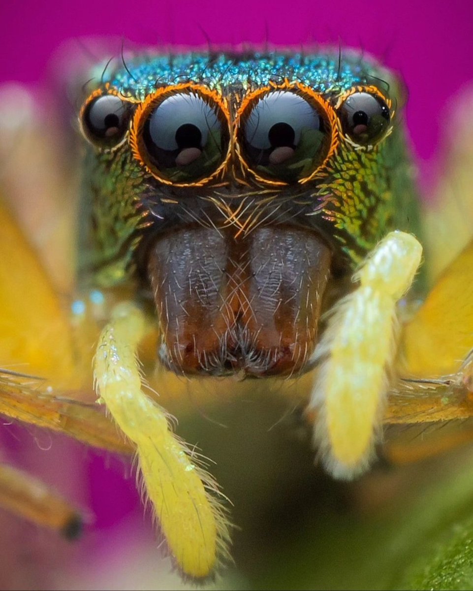 Bit of a colour explosion on this super tiny jumper myself and cygnustech tried desperately to photograph in the sweltering heat while it just would not play ball, a simple portrait single shot was best I got of such a cool wee spood. Single shot in perdana botanical gardens