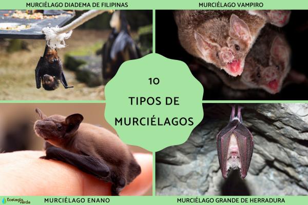 Tipos de murciélagos ecologiaverde.com/tipos-de-murci… #animalessalvajes