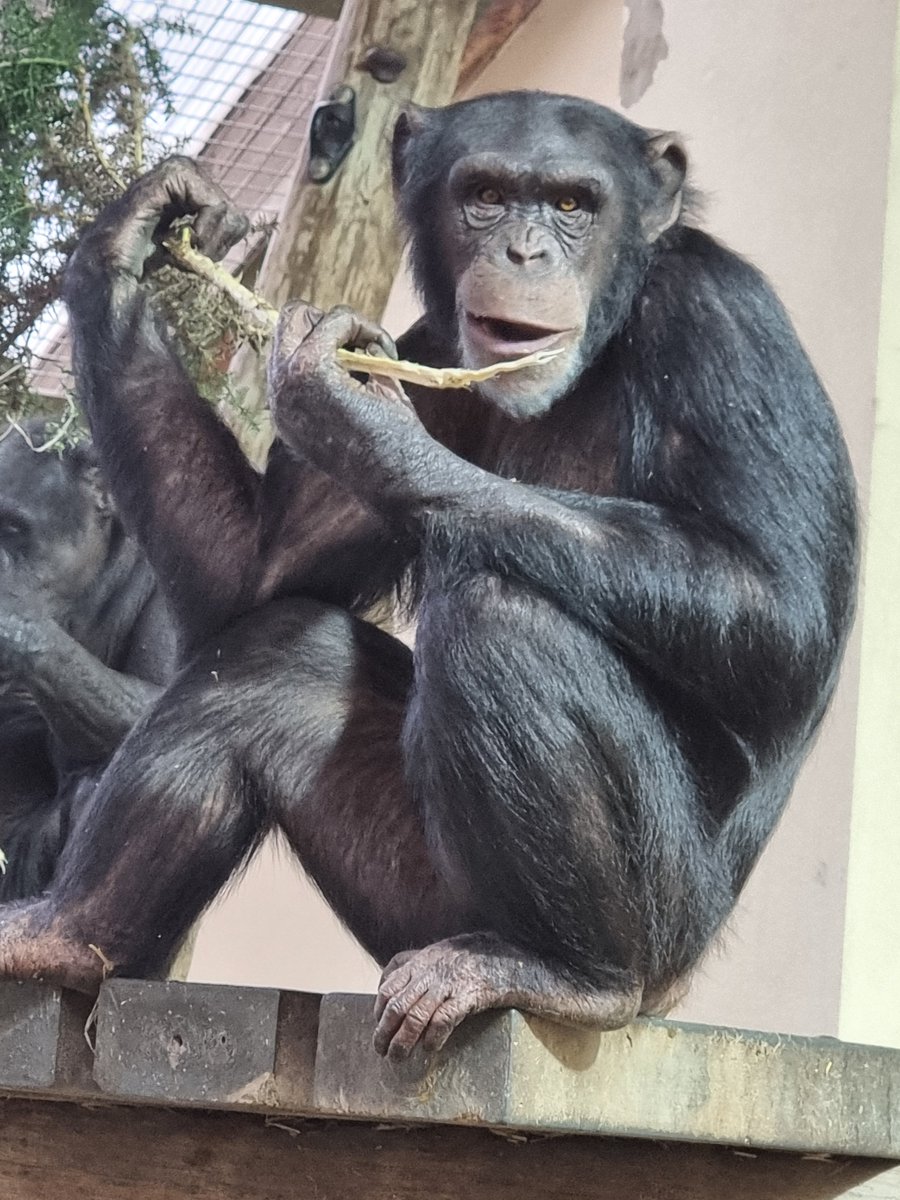 Sarah Jane shared this one of trouble maker Thelma :) The chimps in Hananya's group dismantled a gorse bush from the outside enclosure and brought many spiky boughs inside to enjoy.