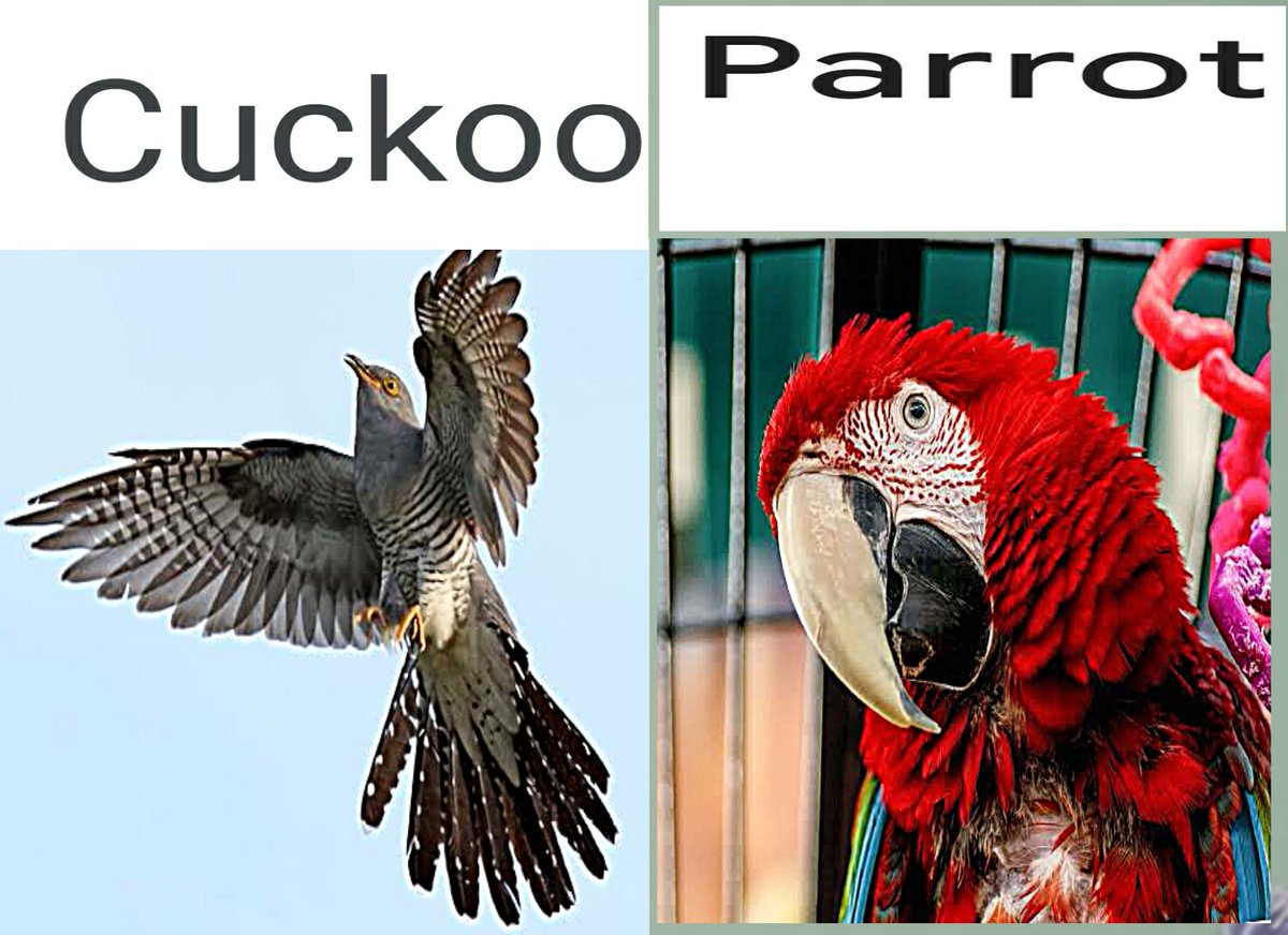 Parrots speak someone else's language, that's why they remain in captivity 
The cuckoo speaks its own language and is therefore free. 
#viral 
#tw