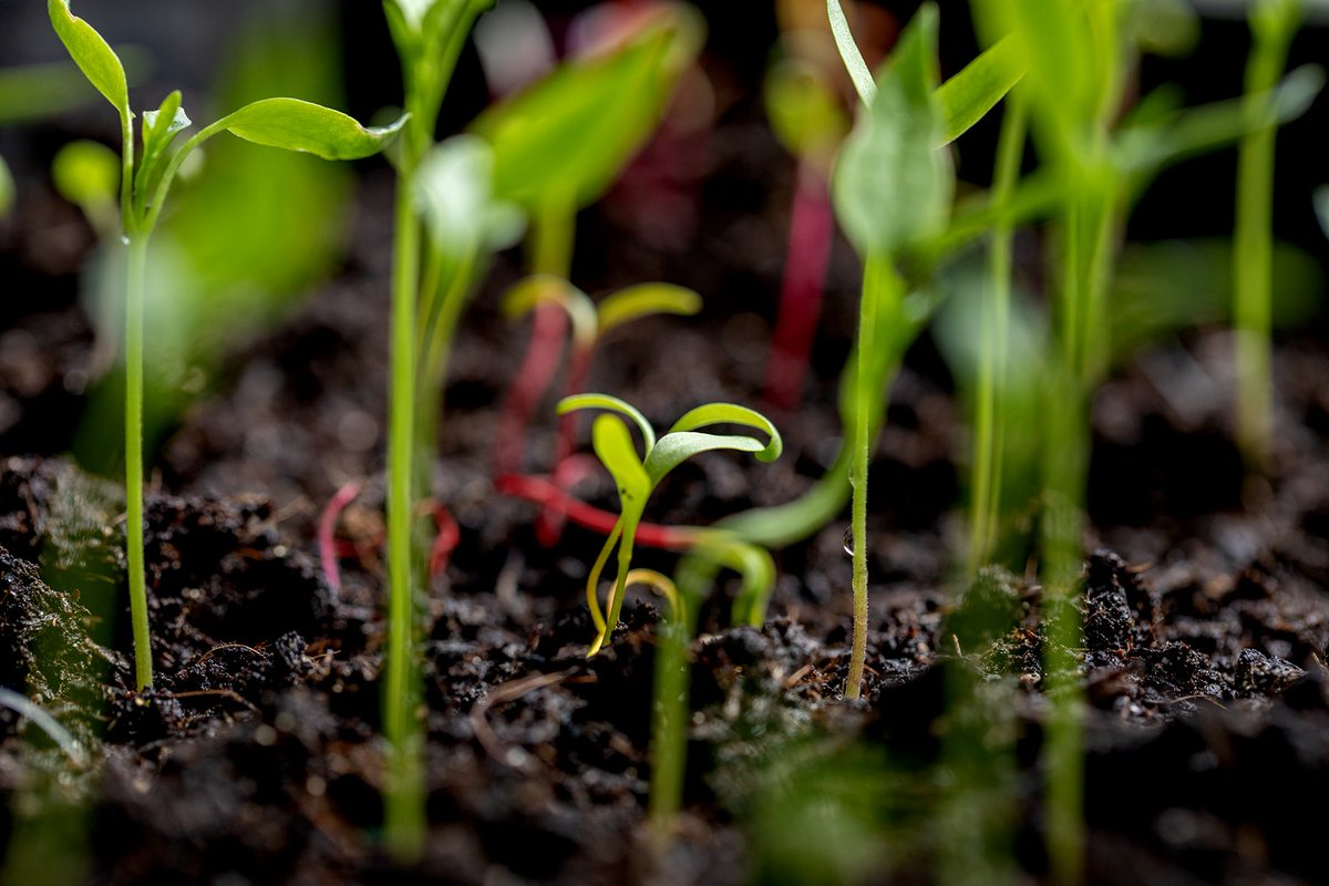 Op de #dagvandeaarde is het een feestje in mijn kweekbak op de vensterbank. De bladspinazie & chiliplantjes groeien dat het een lieve lust is. Die wondertjes geven mij ook energie! Fijne nieuwe week tweepies 🌱🌶️🌿🌱🍅#EarthDay2024 #EarthDayEveryDay @jolandabrwr #camer_A_pril