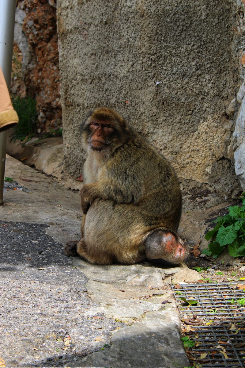 One of the highlights of the Cambridge Geography degree is the second year field trip! 

I was lucky enough to explore geopolitics, interspecies interactions and colonial &amp; military legacies in Gibraltar in March - the perfect way to end term!

🇬🇮

#cambtweet