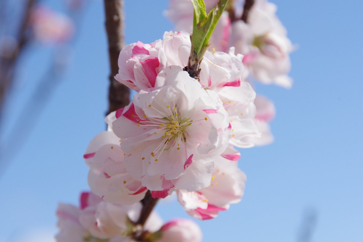 皆様、おはようございます🌄

ピンク色が混ざった桃の花です🍑
撮影：4/16 2024 / PENTAX KF / in 長野県安曇野市 by 玄上
#TLを花でいっぱいにしよう