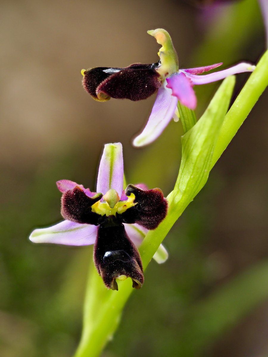 Cas curiós d'anomalia genètica (lusus) on només s'ha deformat el label, sense afectar els pètals superiors que romanen inalterats. 08.04.2024

Ophrys balearica P. Delforge
#orquídies #orquideas #orchids #Menorca #BalearsNatura #MenorcaBiosfera #biodiversity #biodiversitat