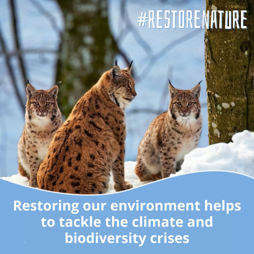 Today we celebrate #EarthDay & reflect on everything nature provides us with 💚

Sadly, our nature in Europe is in pitiful shape & protecting it is not enough. We need to #RestoreNature!

@EUCouncil, Europeans urge you to adopt the Nature Restoration Law!!!
