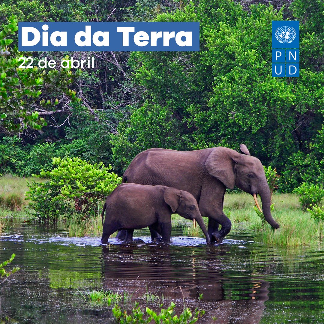 UNDPAngola's tweet photo. 🌍Today,we celebrate our planet and we renew our commitment to protecting it.
@UNDPAngola ,led by #MINAMB,is implementing the Second Phase of the Montreal Protocol in Angola to promote environmental stabilization and the fight against climate change. 

We can make a difference! https://t.co/tpPLFs3BoM