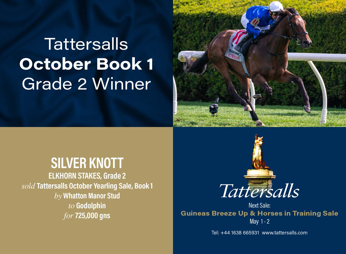 💥 @Tattersalls1766 October Book 1 Grade 2 winner 💥 🏆 SILVER KNOTT wins the Gr.2 Elkhorn Stakes. Sold at the October Yearling Sale, Book 1 by @whattonmanor to @godolphin for 725,000gns. 🗓 Next Sale: Guineas Breeze Up & HIT Sale, May 1 - 2 tattersalls.com