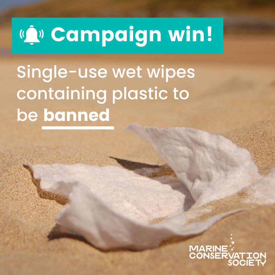 CAMPAIGN WIN 🚨 Single-use wet wipes containing plastic are to be banned! Fantastic news for beaches & thanks to our Beachwatch volunteers who have gathered data over decades Over 21,000 wet wipes were found on UK beaches in 2023 - now let’s wipe out wet wipes from our beaches!