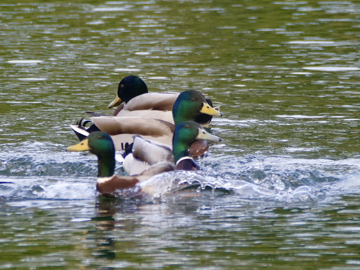 @UkAnvil @AndySeddon74 Yay you’re doing it! 😁you’ll be grand. Have a great #MallardMonday all 🧡