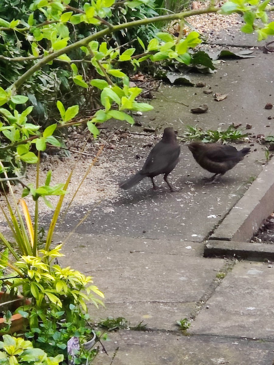 The first blackbird fledgling of the year has arrived #gardenbirds #springwatch