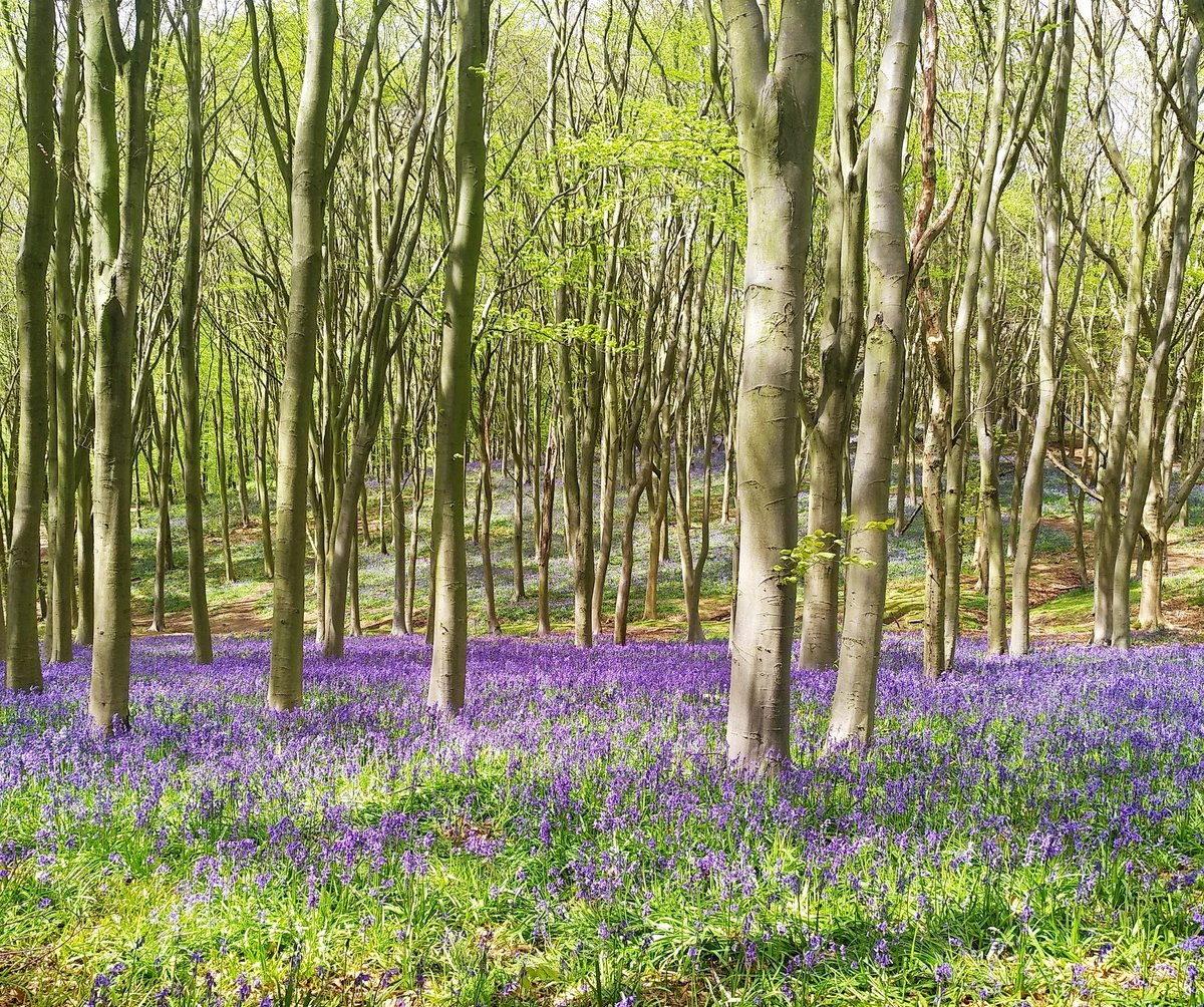 CEMustoe's tweet image. Bluebells at Barnsdale, Rutland 
@StormHourMark #StormHour #ThePhotoHour #ThemeOfTheWeek
#WoodsAndForests