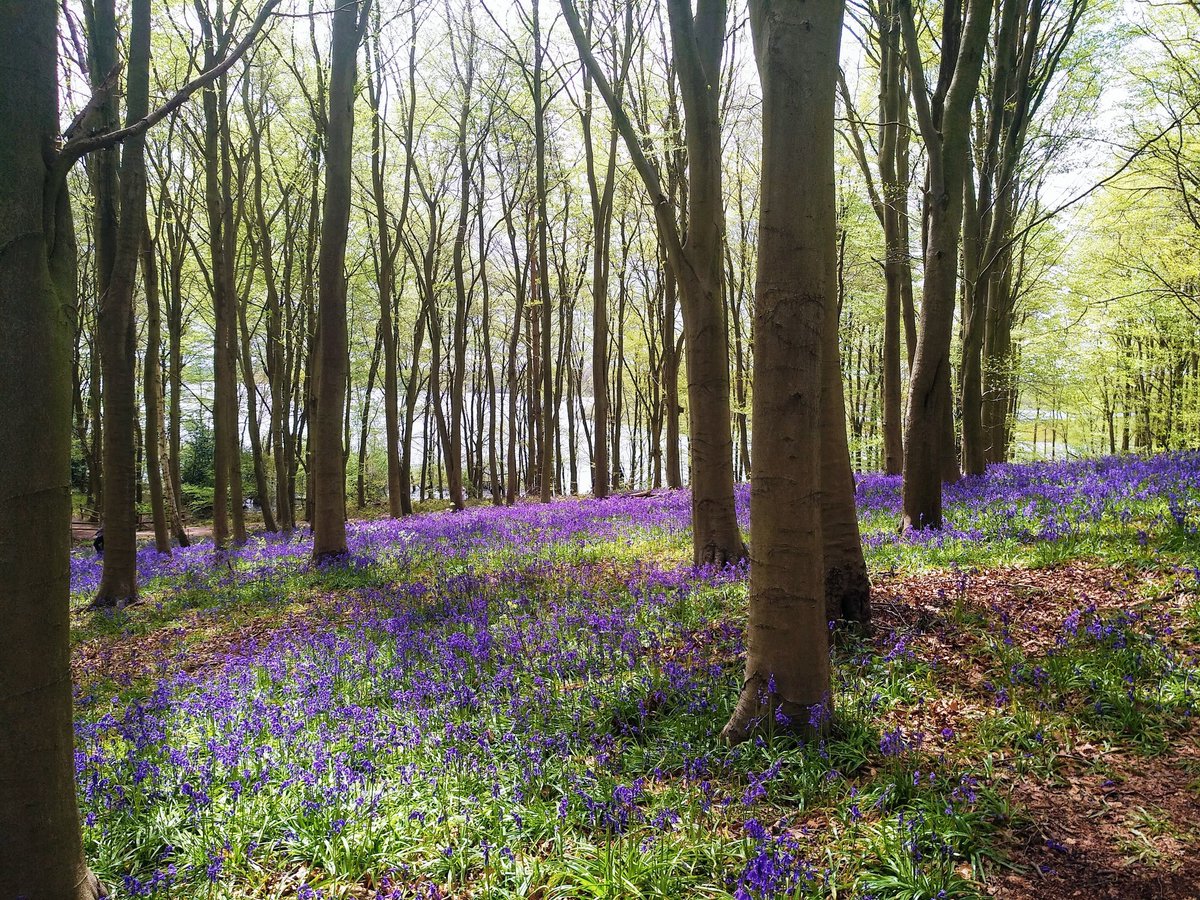 CEMustoe's tweet image. Bluebells at Barnsdale, Rutland 
@StormHourMark #StormHour #ThePhotoHour #ThemeOfTheWeek
#WoodsAndForests
