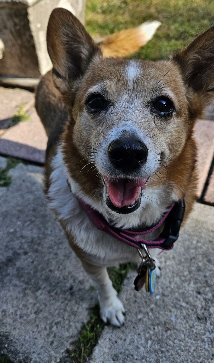 #Mondayvibes #dogsarefamily #Seniorpup this photo was taken over the weekend. It makes me smile. Wanted to share it and wish everyone a great day. Please be kind.🥰