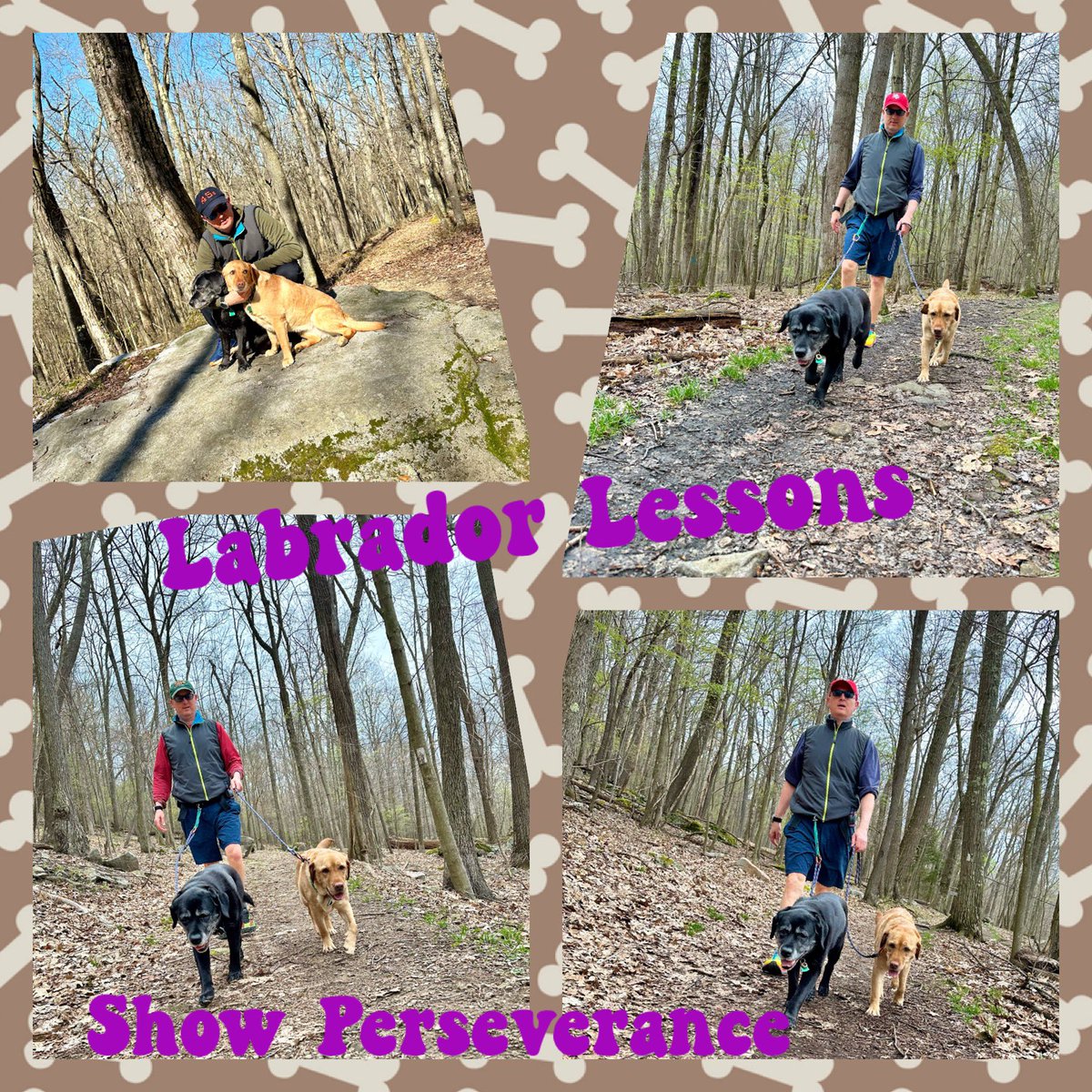 #LabradorLesson from #FitLabPGH (link below): Show some perseverance in your movement practice. If at first you don’t succeed, try, and try again…and again…

#GetOutside #KeepMoving #Spring2024 

tinyurl.com/FLP-Perseveran…