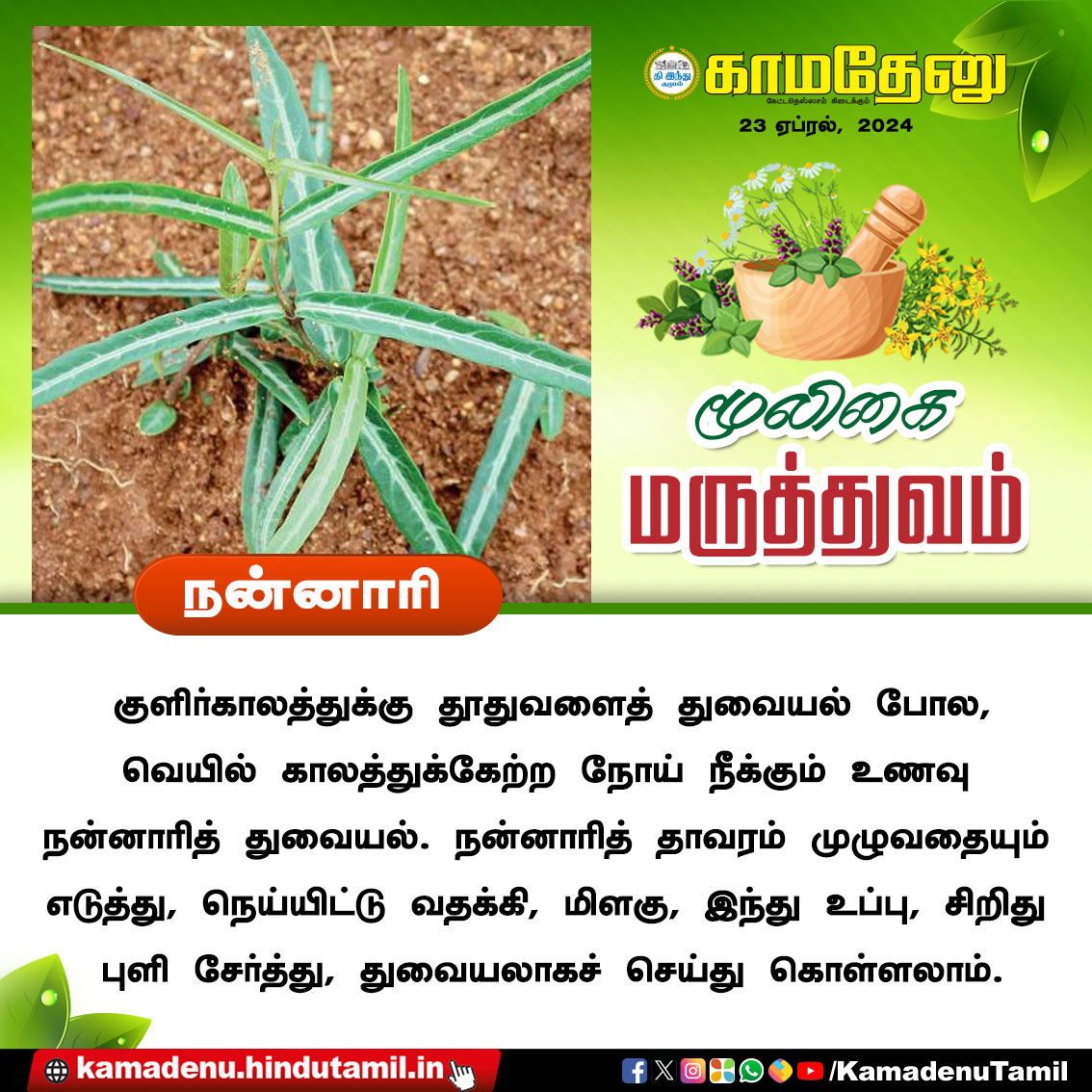 🍃மூலிகை மருத்துவம்🍃 #மூலிகைமருத்துவம் #மூலிகை #மருத்துவம் #herbal #herb #herbalmedcine #healthtips #healthcare #health #herbalremedy #ஆயுர்வேதம் #Ayurveda #kamadenutamildigitaltv