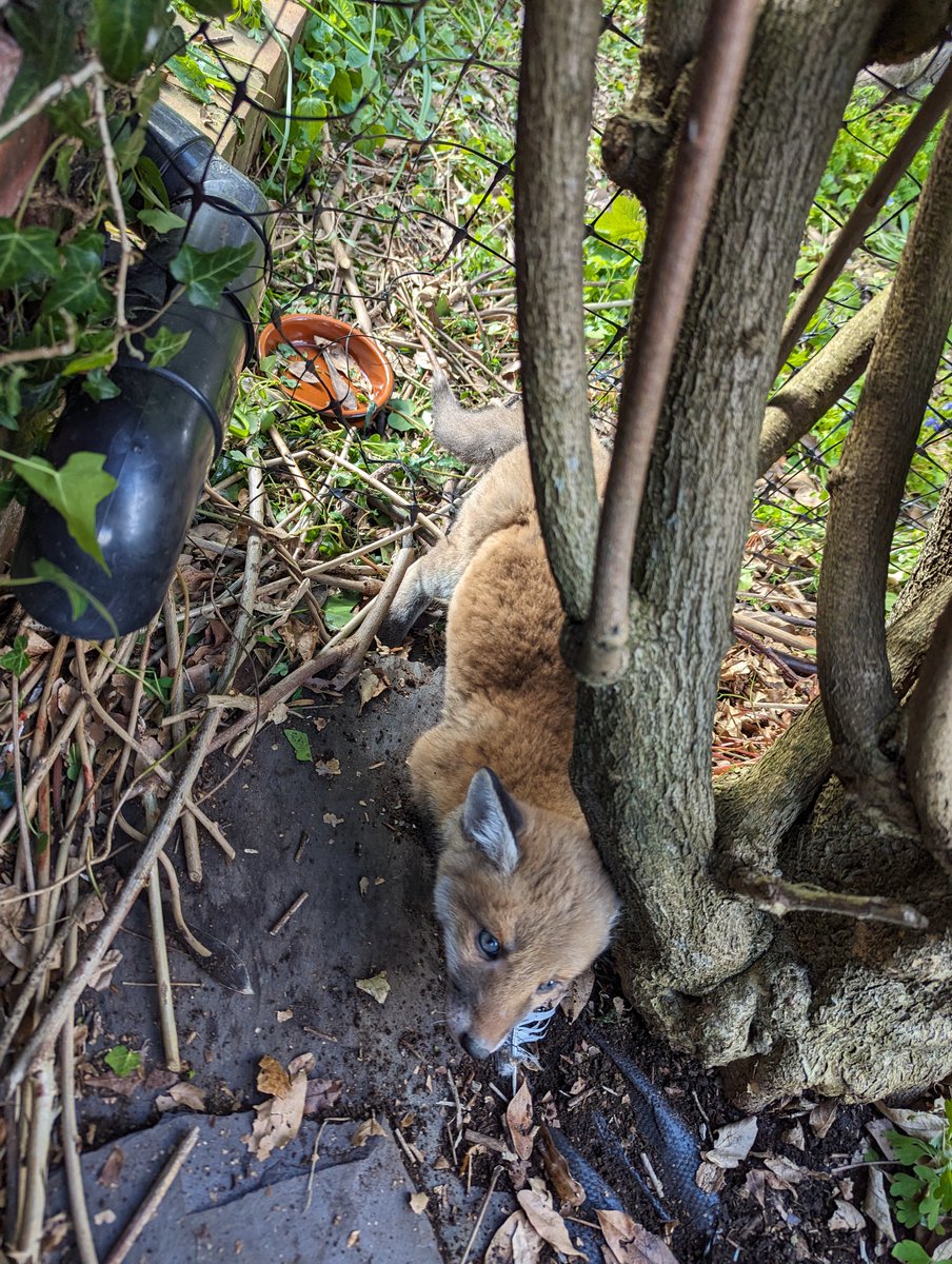 This fox cub was rescued by officers in #Sheffield over the weekend after getting tangled in plastic netting. The fox cub has now gone for rehabilitation at our wildlife hospital due to the injuries sustained but will hopefully make a full recovery. @rspca_official 🦊 85