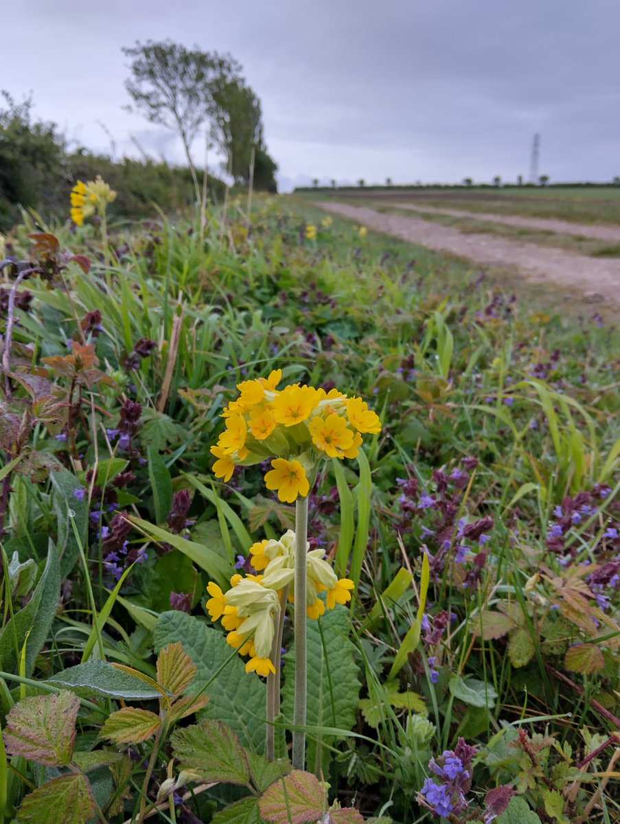 Are we too late for #WildflowerHour !? 😅 Cowslips and Ground-ivy looking good on the farm this morning #CowslipChallenge @FarmWildlifeUK