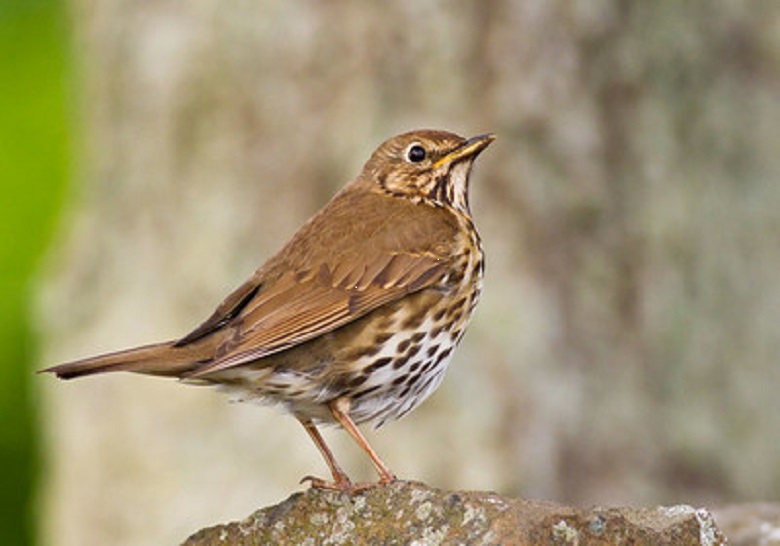 For a great start to the weekend join us for an early morning walk on Stiperstones NNR to hear the amazing dawn chorus. Finishing with an optional breakfast bap at the Stiperstones Inn. Book the last few tickets here: eventbrite.com/e/dawn-chorus-… @sosbirding @ShropsWildlife