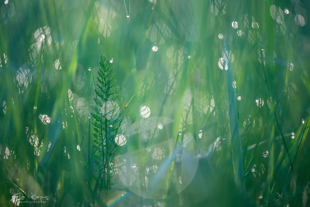 - Happy Earth Day 🌎!💚👍🧩
Today, we celebrate the planet that sustains us and reaffirm our commitment to sustainable agriculture 
- to support food security 
- to ensure a greener future!
- Picture: Fotografia Przyrodnicza Ela Kaps 
#EarthDay #ecology #ecosystem #agroecosystem