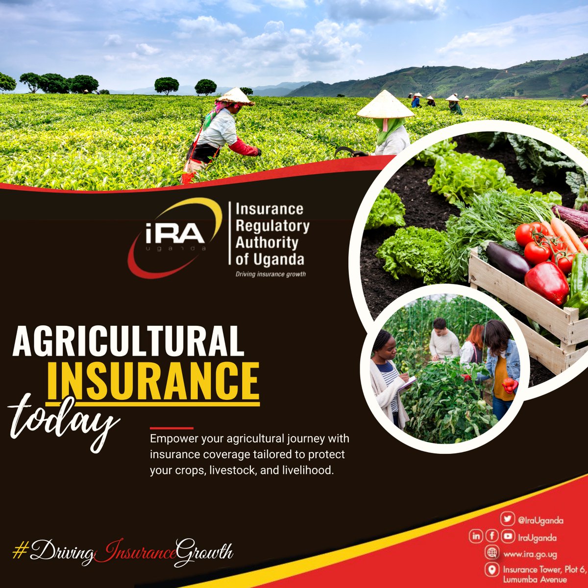 Secure your agricultural future today with tailored insurance coverage safeguarding crops, livestock, and livelihoods. Protect against uncertainties, ensuring resilience and prosperity in farming.
 
#BeInsured #DrivingInsuranceGrowth
#AgricultureInsurance #CropProtection