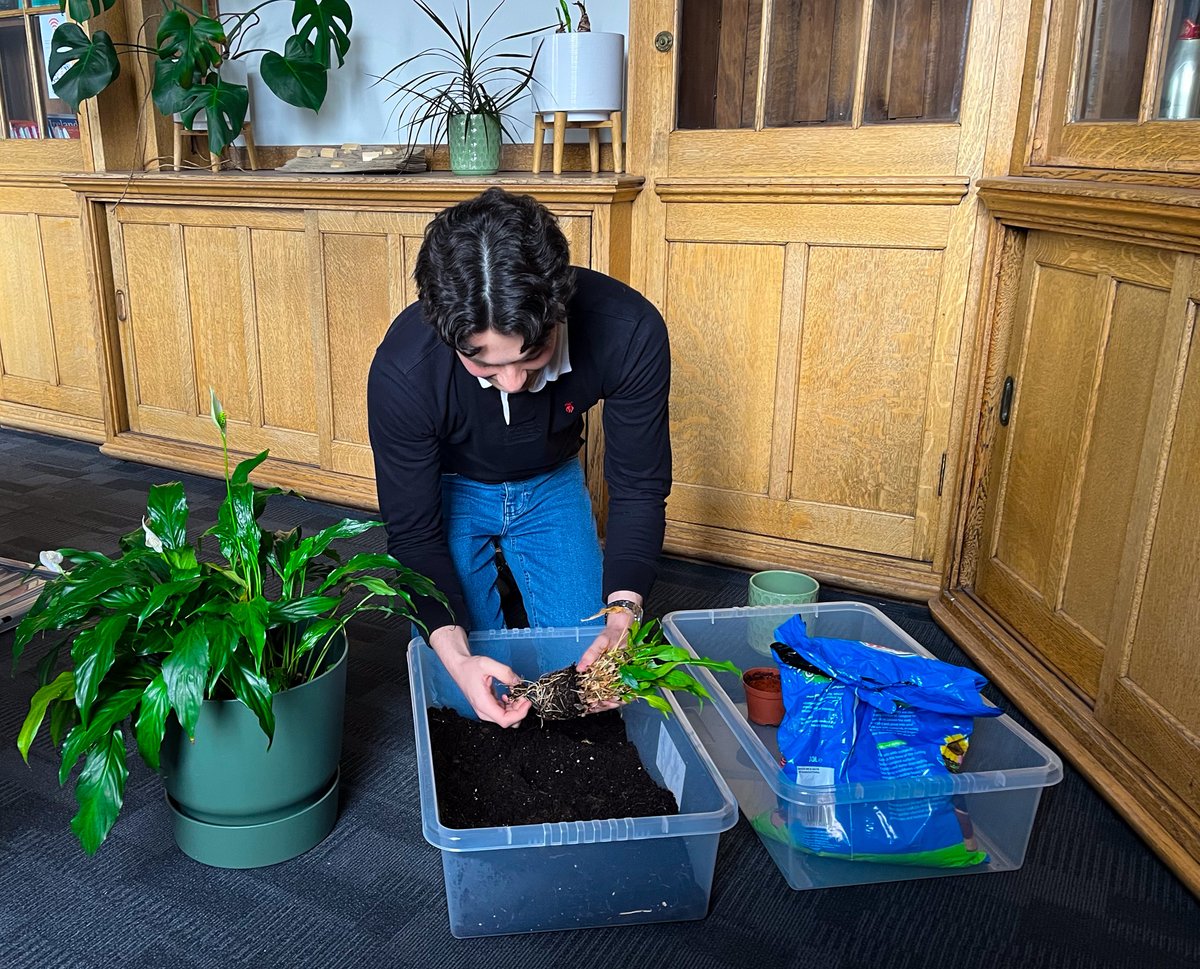 As landscape architects we love to promote green outside but the obsession with plants takes over our studio too…
We had fun getting our hands dirty with repotting and trimming.

Your office or studio plant may need a re-pot and now is the time to do it!

Happy #EarthDay2024 🌍