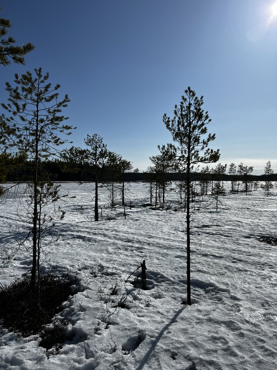 Otetaan nyt kaikki irti tästä pakkasesta. Kantohanki suolla, mukavaa tepsutella koirien kanssa.