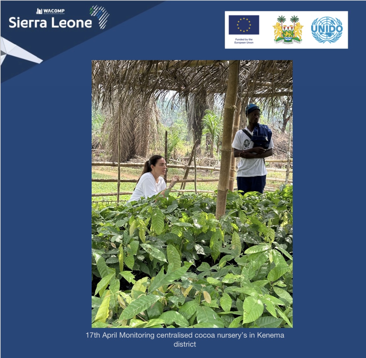 April 17th <a href="/EUinSierraLeone/">EU in Sierra Leone</a> funded #WACOMP_SL🇸🇱<a href="/UNIDO/">UNIDO</a> team were in Kenema district monitoring the centralised cocoa nursery's developed under the farmer coaching initiative. Farmers have learnt organic pest and disease management, leading to healthy plants ready for transplanting