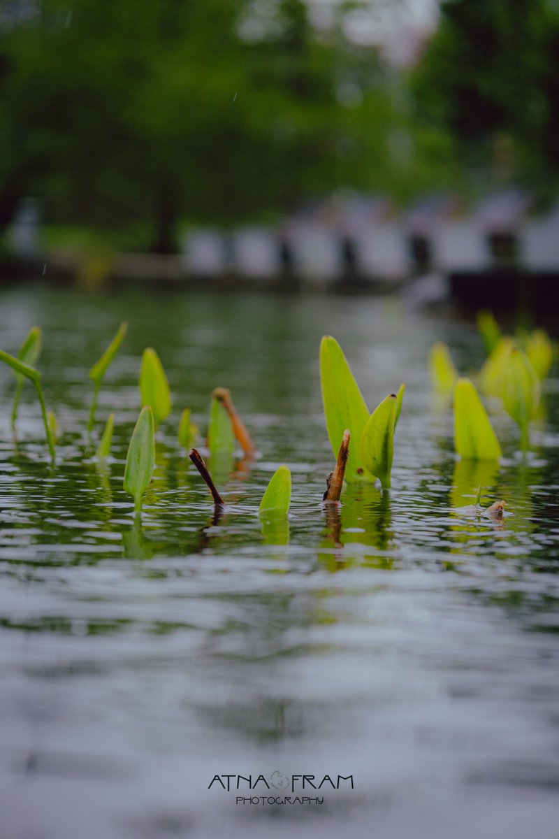 good Monday, folks!
#NaturePhotography #Canon #photos #photomania #water #photography #green #photographylovers