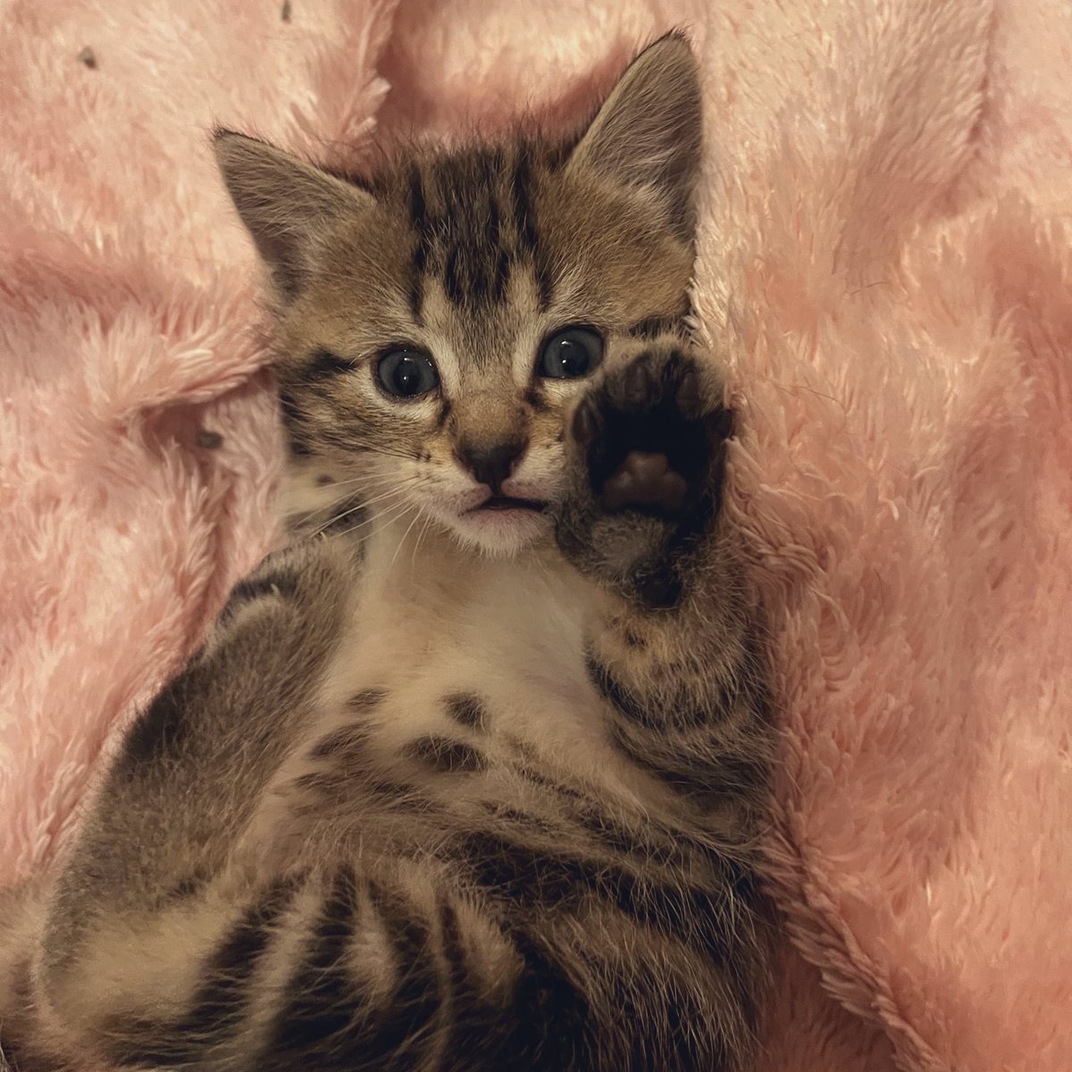 Stop right there! 🤣 #Caramel #Kittens #CatsOfTwitter #ToeBeans