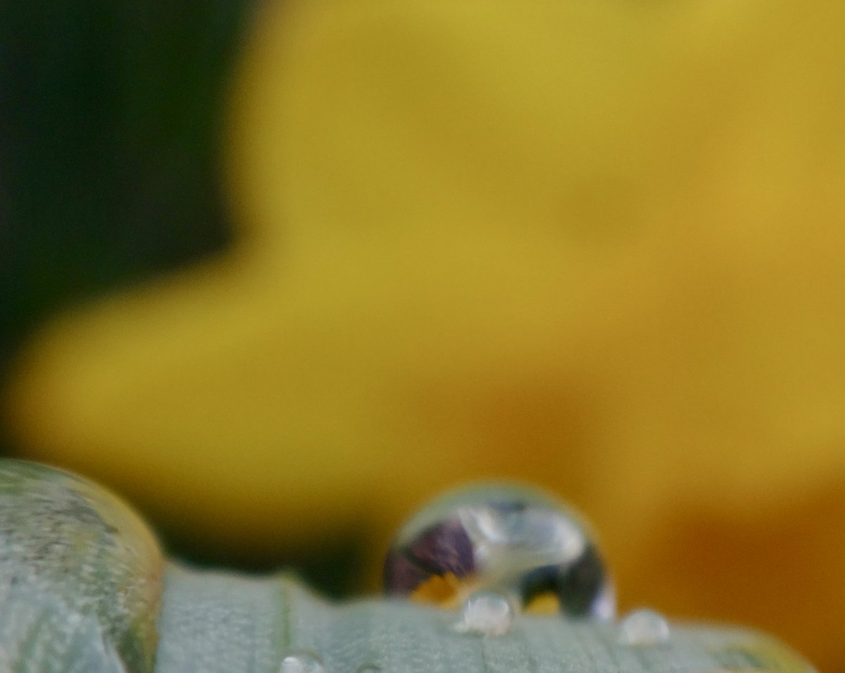 A lil bit of daffodil in a raindrop for Earth Day! #EarthDay2024 #HappyEarthDay