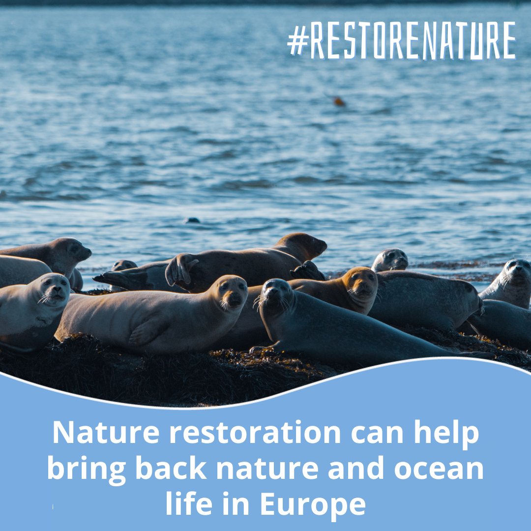 Today's #EarthDay reminds us that Europe 🇪🇺 is the fastest-warming continent and needs solutions to protect its citizens, economy & environment. The law to #RestoreNature is the solution Europe needs to bring back ocean life🌊 @EUCouncil @EU2024BE