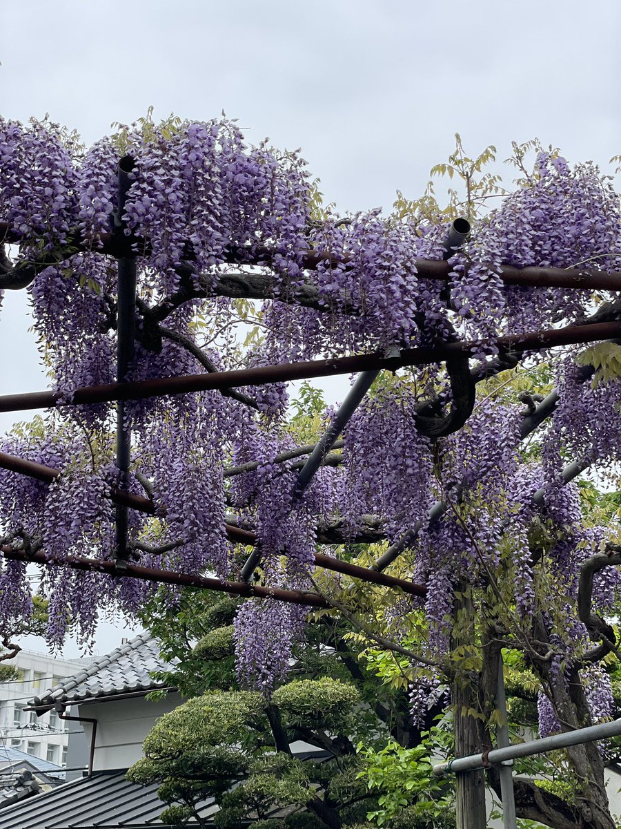 #wisteriaflowers #wisteria #Japan