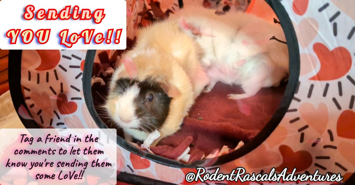 🐽❤️ #HappyMonday 📣 Send someone some LoVe today and brighten their Monday!!! Lenny is sending YOU some #love right now!!! 🫂 #guineapig #guineapiglove #pets #cutepet #guineapiglover #guineapiglovers #MondayBlues #MondayInspiration 
❤️🐹🐽🐀💻⬇️
#RodentRascalsAdventures