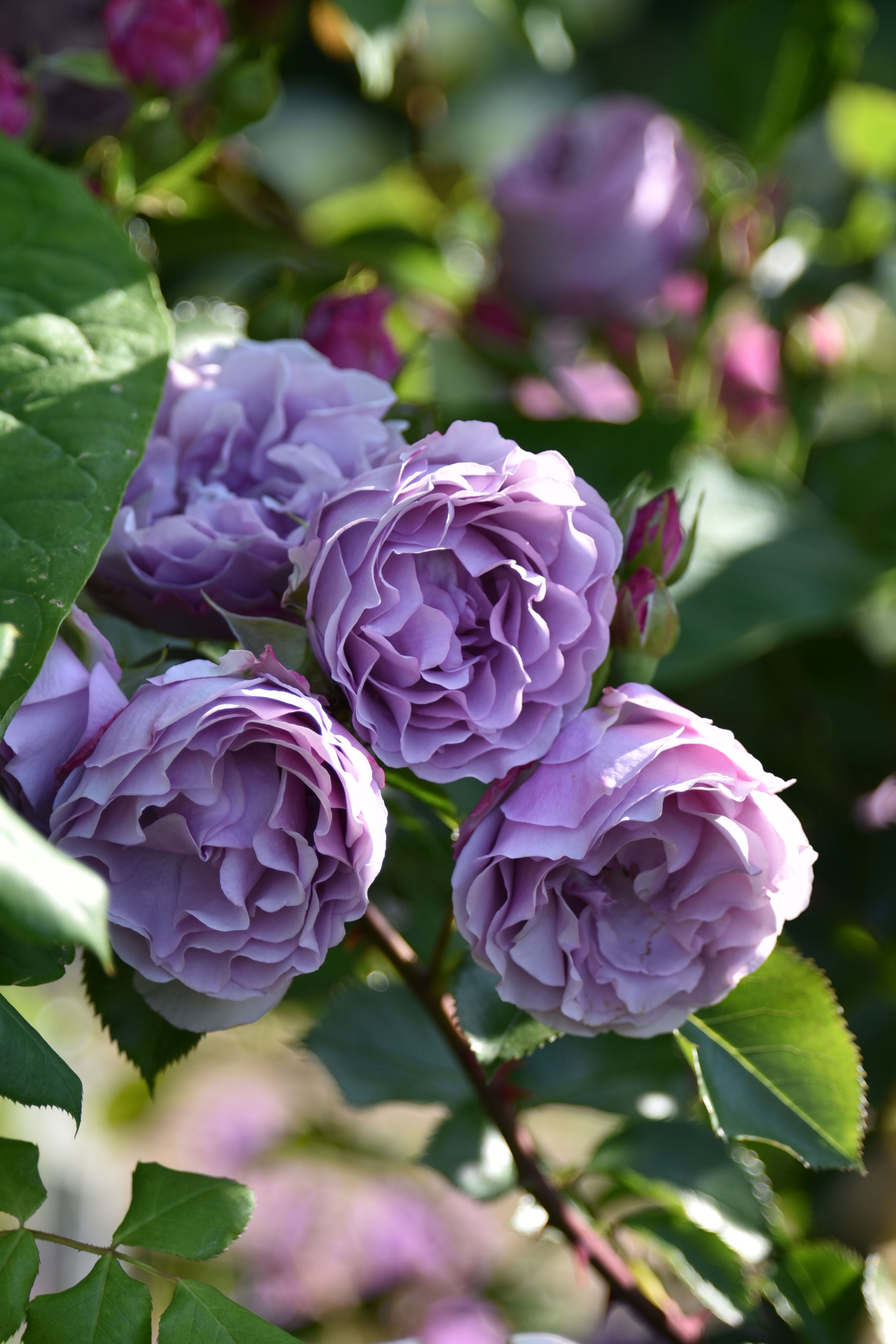 ❤️さえらお好きなお方へ❤️可愛い❤️薔薇の花柄暖簾❤️<新品*未使用> ❤️さえらお好きなお方へ❤️可愛い❤️薔薇の花柄暖簾