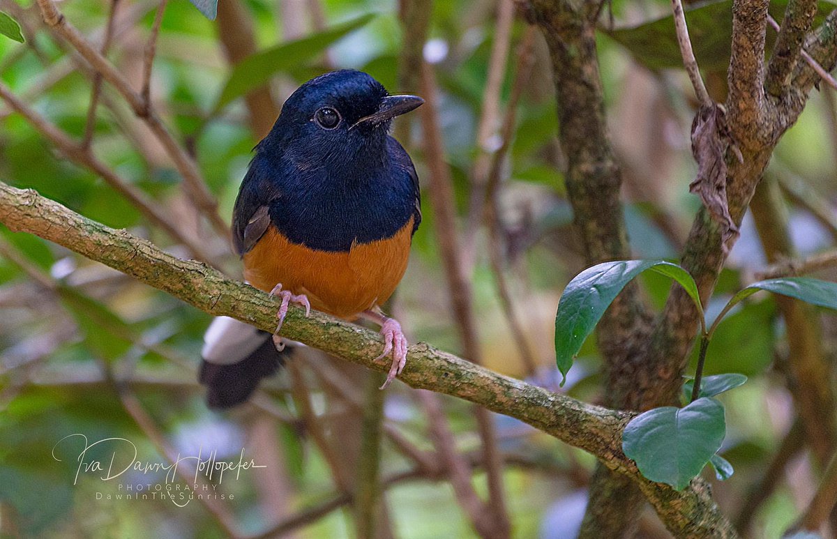 White-rumped Shama, Kauai, Hi... This little bird Followed me all over the park, tons of photos so I had to share this one too say Hi #photography #photographyislife #wildlife #Hawaii