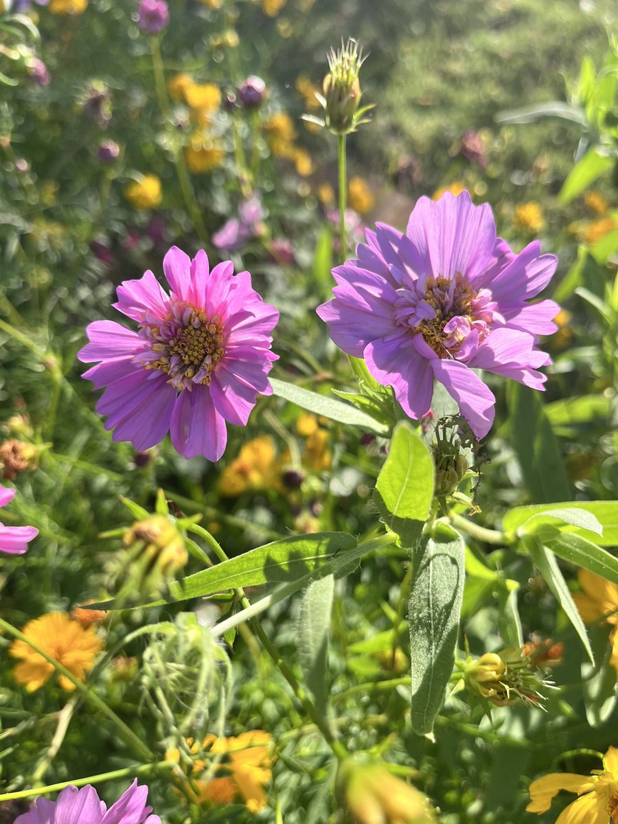 Happy #EarthDay 🌎!! @RummelCreekPTA @SBISD @readygrowgarden #cosmos #nature