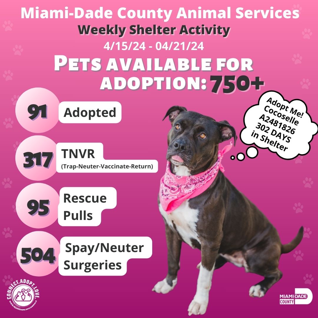 🌟 Beyond the charts, lies a world of change! Our shelter's stats report is a canvas of impact. Join us in the ongoing mission of care and compassion! 📈🐶
#AdoptDontShop #MiamiShelter #TNVR #Rescue #SpayNeuter #ShelterPets #ShelterCat #ShelterDog #LoveForPets.