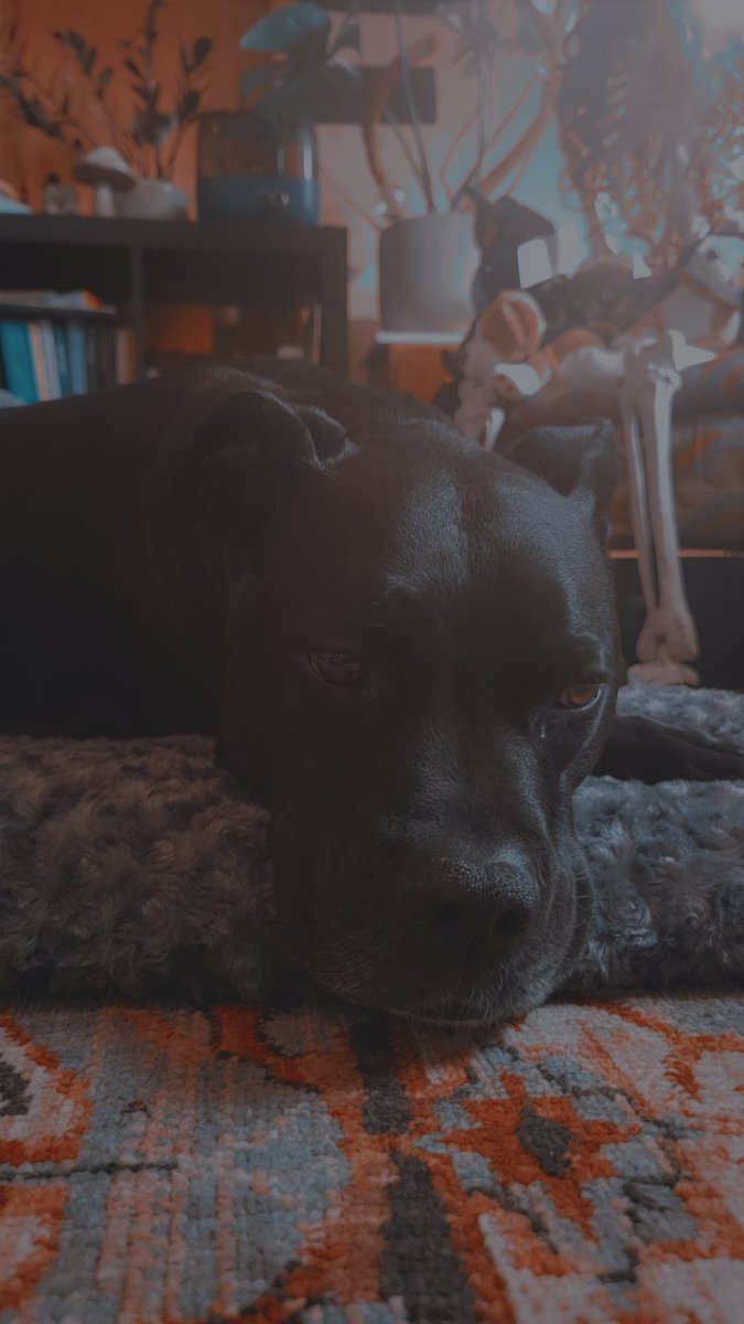 Surprise stream playing ori and the blind forest today! This sweet guy is keeping me company 🥰