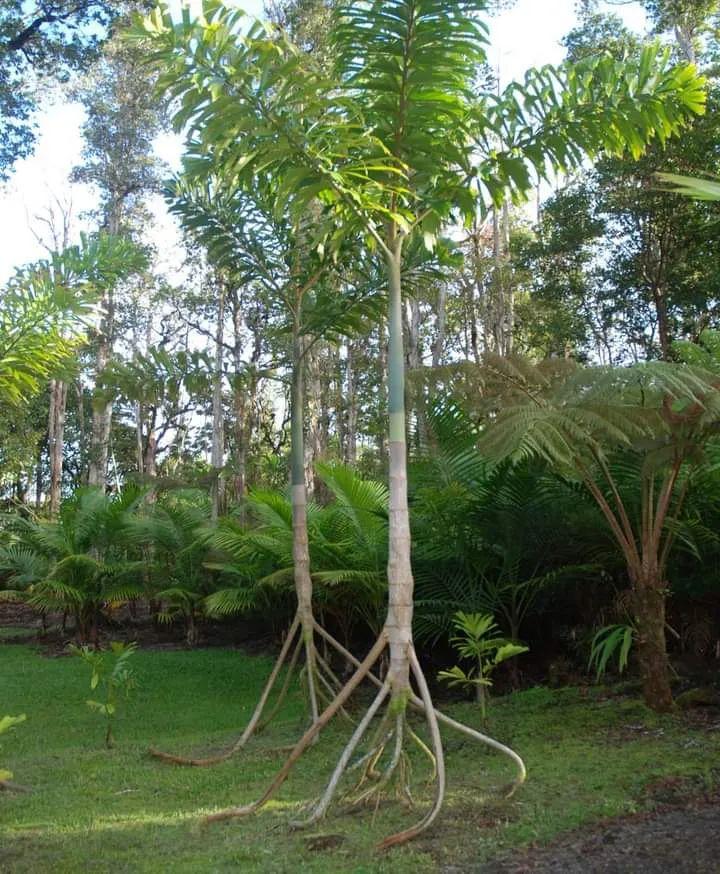 Cet arbre est capable de 'marcher' ! 🌳 Le Socratia Exorhiza ou 'arbre marcheur', également connu sous le nom d'arbre déraciné ou errant, est une espèce unique dont les racines se déplacent lentement sur une période prolongée. Son mode de cheminement est que de nouvelles…