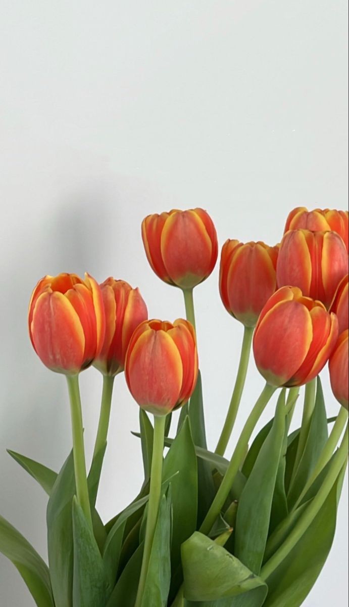 tulips.