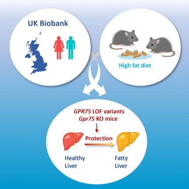New!  Online now: Loss of GPR75 protects against non-alcoholic fatty liver disease and body fat accumulation dlvr.it/T5s0Bp