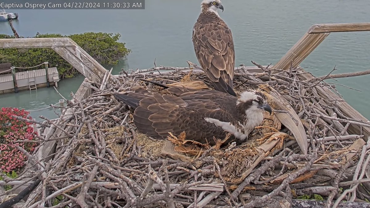 It’s tiring work being a parent, and the eggs haven’t even hatched yet! But we’re hoping for a hatch sometime this week. Tune in on Twitch or YouTube to watch with us!🤞🐣