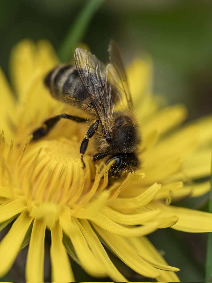 Keep the dandelions alive #Togtweeter #ThePhotoHour #snapyourworld #insects #flies #pollinators #flowers #plants #macro #NaturePhotography