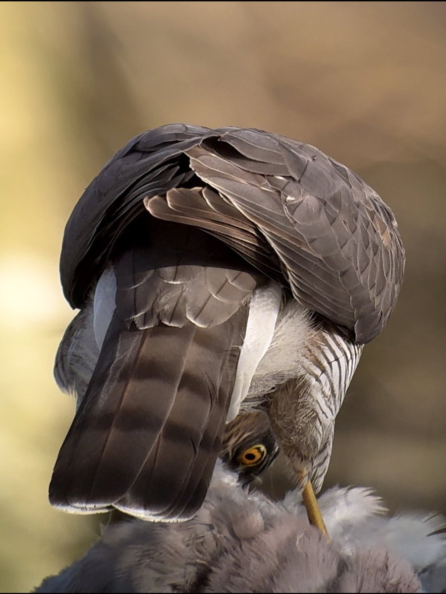 #Phonescoping #manualfocus #sparrowhawk #kowascoping #iPhone15ProMax #benrouk @KowaOptics @Benro_UK @Apple