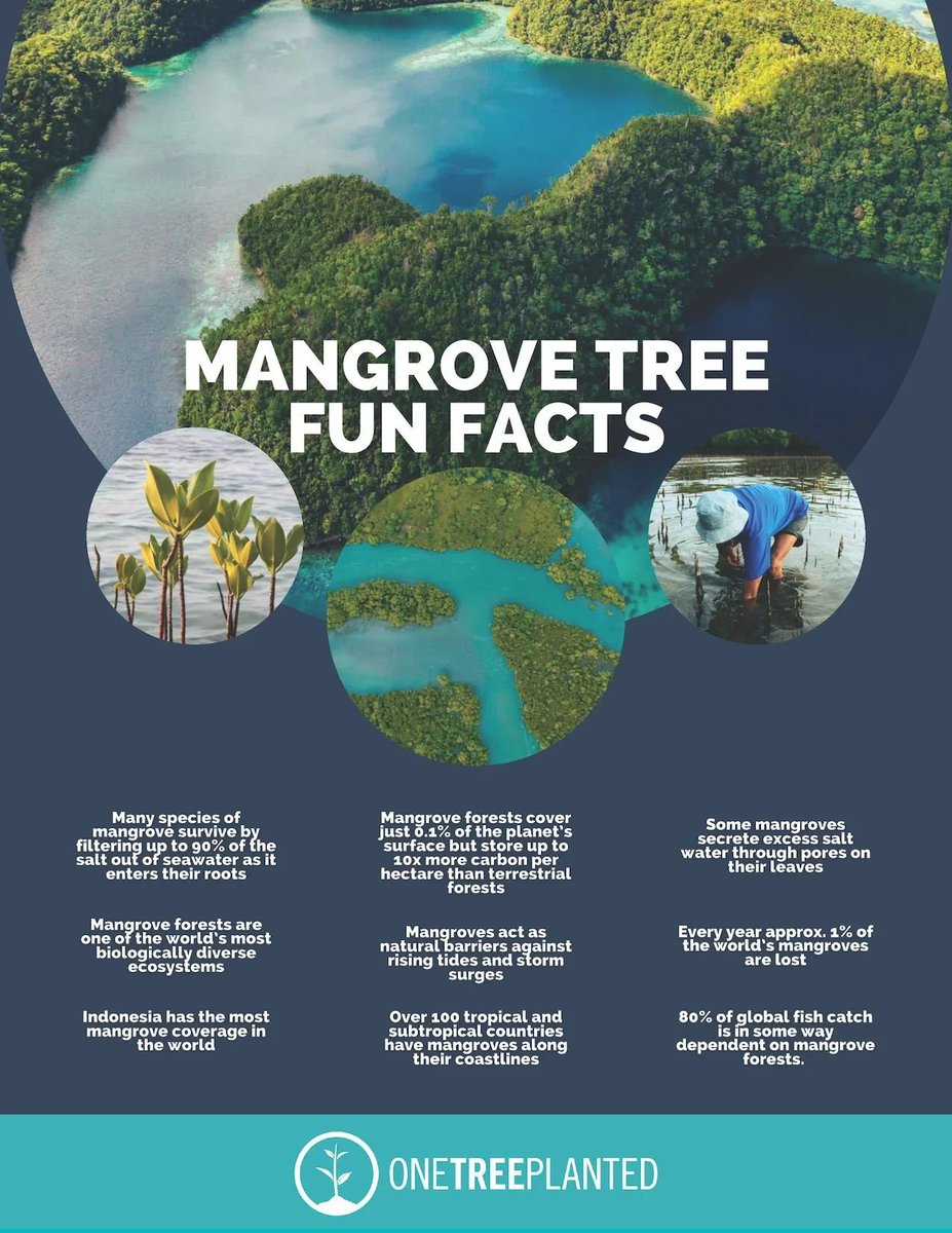 Mangrove forests: vital for carbon storage, habitat, & coastal protection. Yet, disappearing worldwide at alarming rates.🌿🌊 Here are9⃣interesting facts about mangroves 👇 via @onetreeplanted