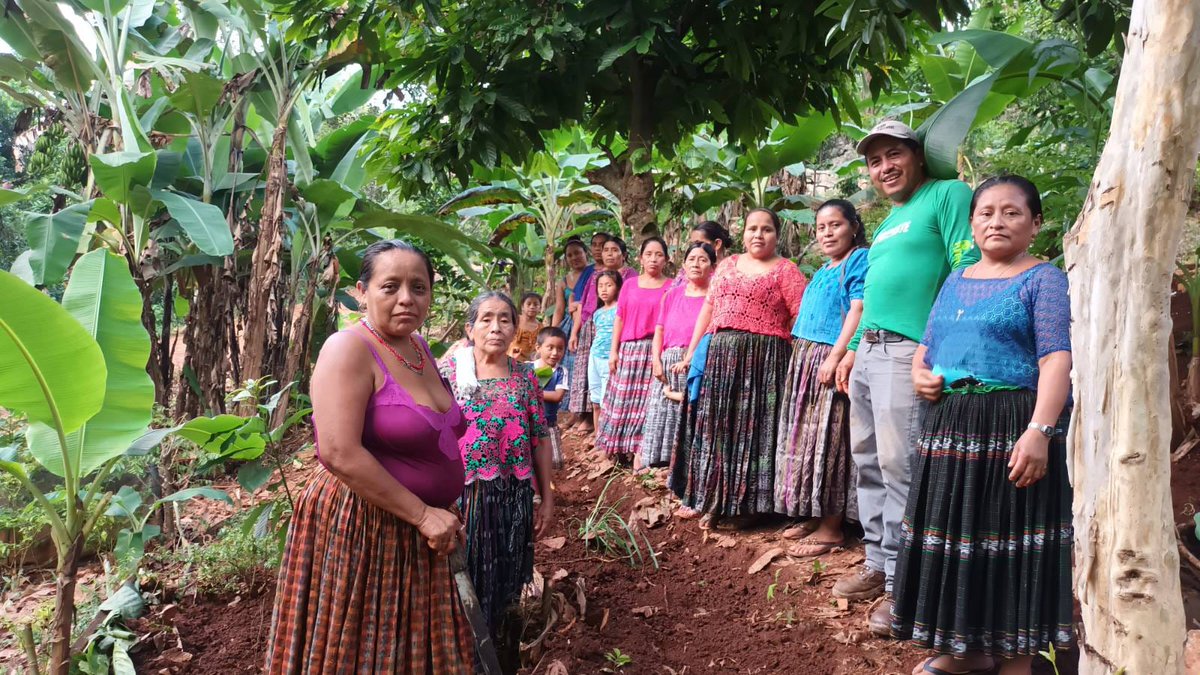 Communities in northern Guatemala are on the sharp end of the climate crisis, swinging from floods to long dry spells. With @Irish_Aid funds our partner is teaching new farming practices to help families adapt incl staggered planting dates so there's harvests throughout the year.