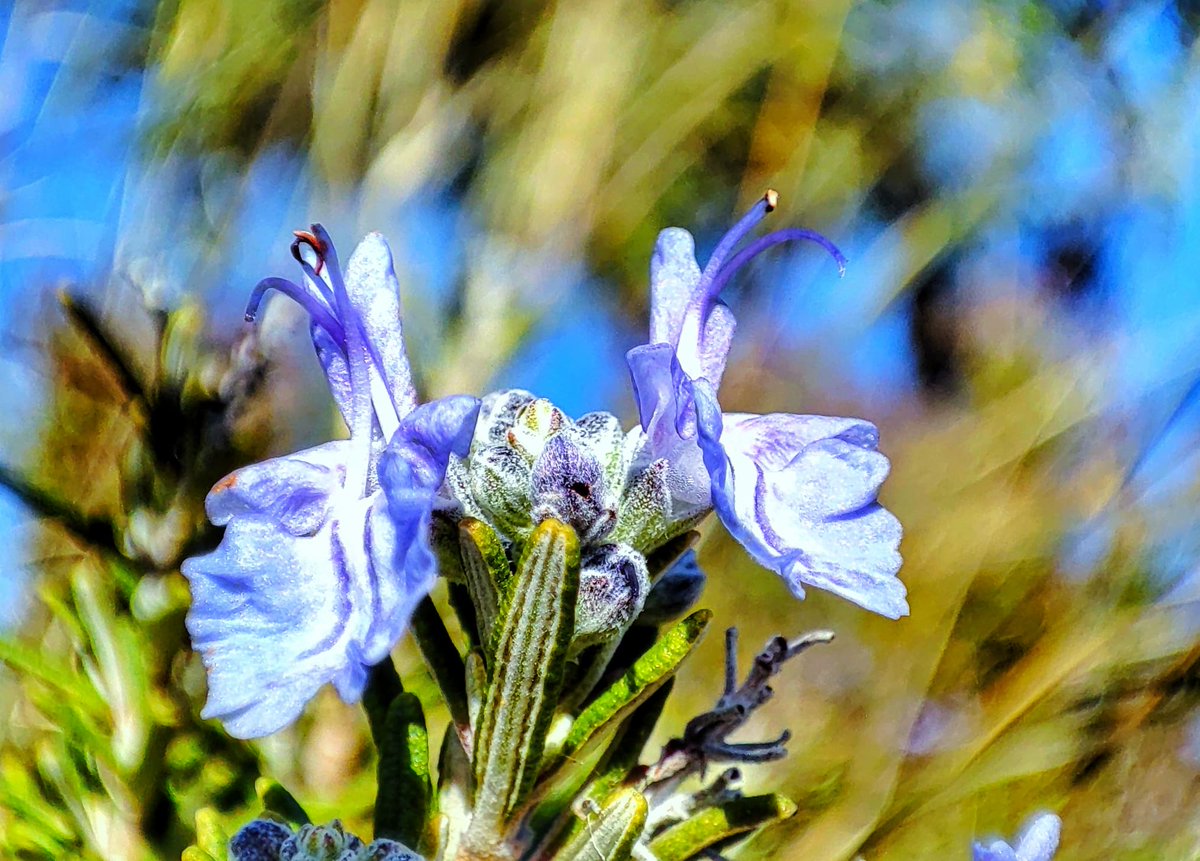 Olor y sabor en la  mirada 
Salvia rosmarinus

.
.
#buongiorno #macro  #nature #rosemary #natura #naturaleza  #verde #fotografia #photography #buenosdias #flores #gree #flower #beauty   #macromood #fotonatura #goodmorning #romero
#rosmarino  #macrophotography  #salviarosmarino